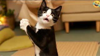 Funny Dogs And Cats Videos 2024 - Best Funnies Animal Videos #14