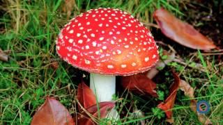 Meaning of Toadstool