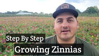 How to Grow Zinnias