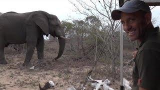 SafariLive - James Hendry and a huge Elephant bull!