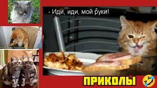 Котик лапки уже промыл, смотри смешные картинки мемы котики приколы  