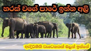 heard of elephant stay like cows in habarana main road | Wild TV