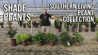 Shade Plants from the Southern Living Plant Collection