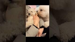 견생처음 위기에 빠진 토리(애견카페 2탄) #대왕비숑 #강아지  #shorts