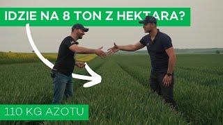 RSM CZY SKLEJACZ NA KŁOS? - T2, T3 W PSZENICY I EUFORIA NA POLU - #220 nawozy nonstop