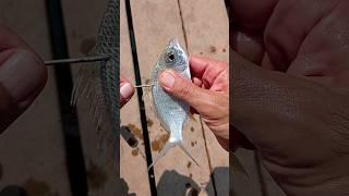 Tips para pesca