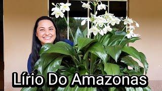 Dicas Para ter um LIRIO DO AMAZONAS Lindo e FLORIDO | Juliane Becker