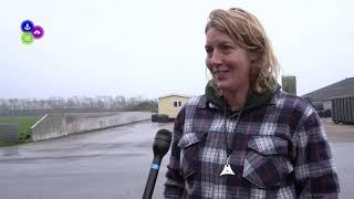 Schapen Marijke Dirkson naar Burgerbrug Streekstad Centraal