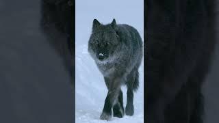 Wildlife Photography-Wild Wolf/Wolves-Jackson Hole/Grand Teton #shorts #wolves #wildlife #nature