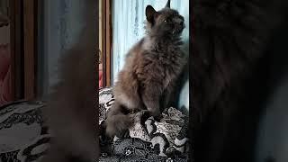 А ты кошечек, собачек любишь? #смехдослез #cat #юмор #кот #смешновидео #прикол #приколы #смешно