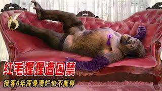印尼紅毛猩猩慘遭囚禁，連續6年被迫接客，滿身膿瘡都不能休息！