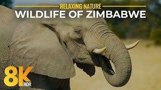 Wild Nature of Zimbabwe - Animals of Hwange and Zambezi National Park in 8K HDR - Scenic Nature Film