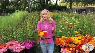 How To Successfully Harvest Zinnias | 1818 Farms