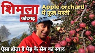 Shimla Apple Garden  Shimla Apple Orchard Himachal Pradesh #AppleGardenShimla #shimla