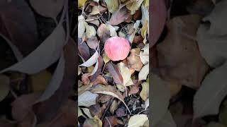 Күздің еееең соңғы айында пісетін алмалар.Әкемнің бақшасынан.