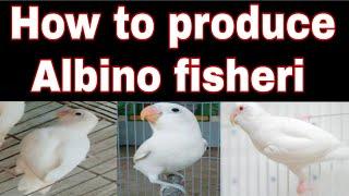 How to produce Albino red eyes fisheri bird ,.