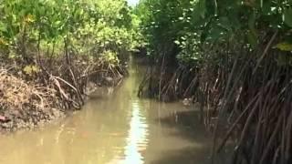 The Greenbelt Reports: Greenbelts and Lifebelts (Tamil Version)