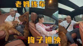 我妈执着于练车，奈何车技太差，还得是我爸出手【憨憨金和帥帥銀】