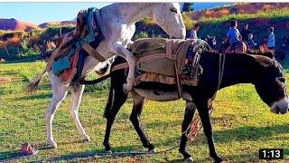 Part#1 Donkey and donkeys groom each other