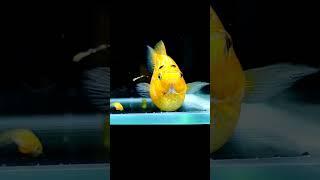 fish birth | Balloon molly giving birth | molly fish breeding | molly fry