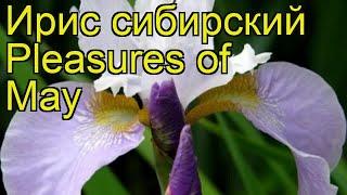 Ирис сибирский Плежерс оф Мей. Краткий обзор, описание характеристик iris sibirica Pleasures of May