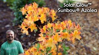 Solar Glow™ Sunbow® Azalea - Almost Everyone Can Grow This!