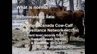 How to prevent reproductive wrecks in cow-calf herds