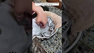 This family rescued a baby bird that had fallen out of its nest, and then... #shorts