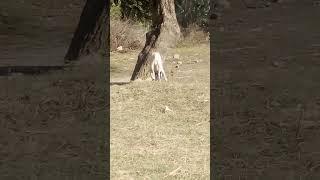 #MeetMyPitbull #vlogging#dailyvlog #vlog#viral#fyp#short#Shorts#YouTube#Sound#Channelpage