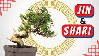 Jin and Shari Bonsai Tutorial: A Beginner's Guide to Juniper | 製作神枝舍利：真柏盆栽