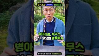 "병아리콩 후무스, 절대 살 안빠짐! 염증수치만 쑥!" 당뇨, 갑상선,자가면역질환에 요주의! 렌틸콩도 동일, 다이어트 효능 좋은 음식은 뻥~ 콩 부작용 넘 많아요 #당뇨에좋은음식