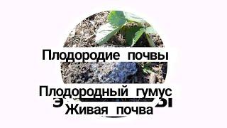 Плодородная почва живая Плодородие живой почвы Как сделать