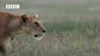 Hyena Attacks Lion & Pays the Price!