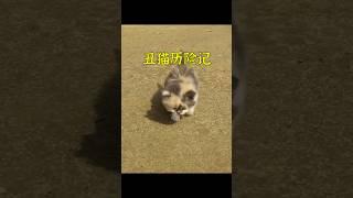 流浪小貓在公園求助人類幫助，卻被大家嫌棄長的醜。幸好遇見了一位善良的小哥出手幫助！ #animals #cute #cat #shorts