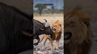 Buffalo vs Lion Big Fight  #animallife #nature #funny #youtubeshorts #viralvideo #shorts