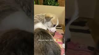 Щенки #корги. День 34 ️.