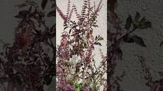 Guess the colour of my tulsi plant #krishnatulsi #youtubeshorts