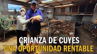 CRIANZA DE CUYES - UNA OPORTUNIDAD RENTABLE