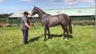 Horsesales.ie - belardo sale and lot TBC