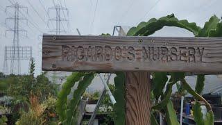 Ricardo's Nursery, a Nursery full of rare fruit trees.