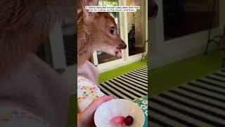 Baby deer #deer #babydeer #short