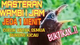 MASTERAN WAMBI GACOR 1 JAM JEDA 1 MENIT