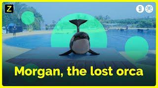 Orca Morgan's life in captivity | Zembla International