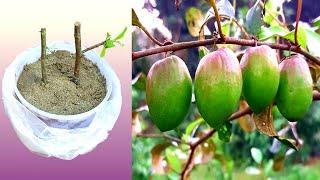 How to grow Apple Ber tree from cutting