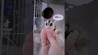 フクロモモンガの気持ちを読み取ってみた結果笑