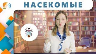 Наши знакомые: Насекомые | Логопедическое занятие