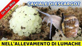 #108 CAVIALE DI LUMACHE ! Cape Town Sudafrica conosciamo RONEL