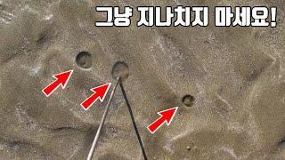 물빠진 바닷가 수상한 구멍속에서 이 커다란게 나올줄이야.. 주변에서 다 깜짝놀랍니다.