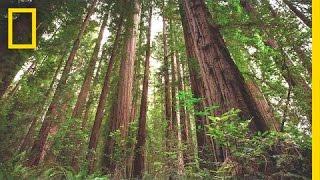 Experience the Magic of Redwood National Park | Short Film Showcase