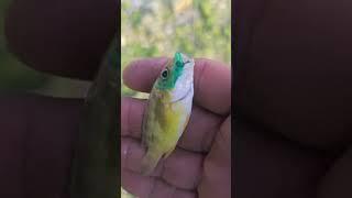 releasing the small fish  #fishinggerbie #fishingtechniques #beachfishing #daiwausa #penn #viral